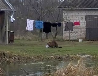 В Польше бобер попался на краже трусов у мужчины