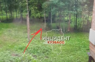 Медведи атакуют Таштагол: 66 встреч за лето и советы по безопасному поведению